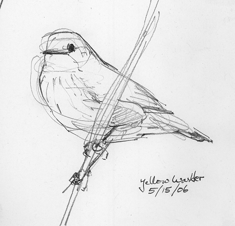Cardinal Bird Drawings on Steps To Better Bird Drawing   Drawing The Motmot