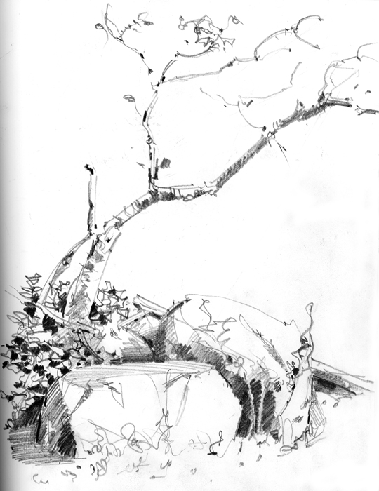 tree drawings pencil. A Rock #39;N Tree Drawing Demo