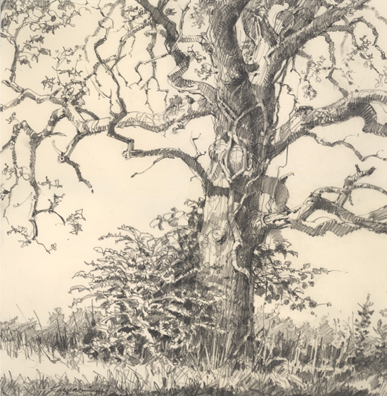 tree drawings pencil. Been on a tree-drawing kick