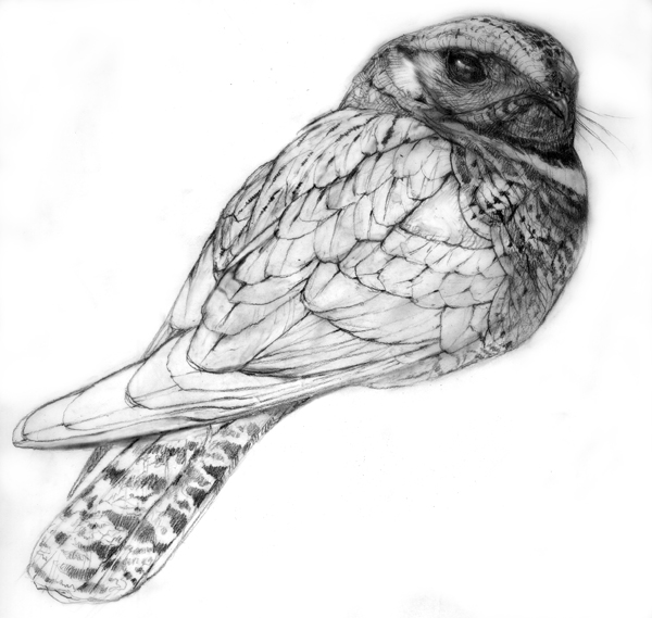 The first Whippoorwill drawing needed a lot of refining in the wing and head