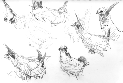 Sketching from a blind is the way to go for skittish and utterly compelling birds like the Lesser prairie chicken.