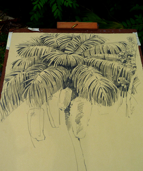 Astrocaryum drawing in progress, drawn plein air. 18" x 24" Rives BFK.