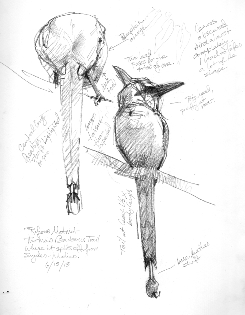 Rufous motmot, seen from far below, hiding behind a screen of leaves, which have been edited out. Had to sit on a tree root and look up to sketch it, which I'm not complaining about at least not until the chigger bites take hold. Then I'll gripe. 6B pencil on Robert Bateman 8 1'2" x 11" sketchbook. Barro Colorado Island, Panama.