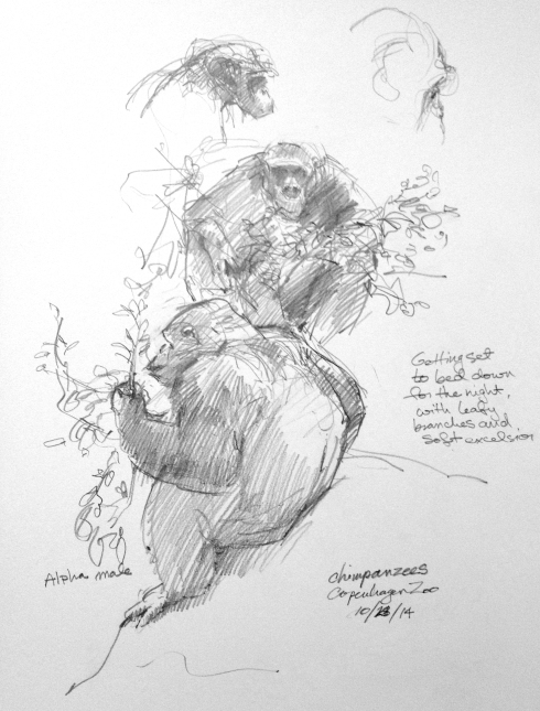 Lights out at the Chimp House. The troupe is furnished with leafy branches, which they chew on, and armloads of excelsior, which they gather around themselves and make into duvets and comforters and feather beds. All very hygge at the zoo, Copenhagen. Pencil in Robert Batement 8 1/2" x 11" sketchbook.