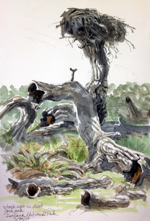 White stork nest; dead cork oak, Doñana
