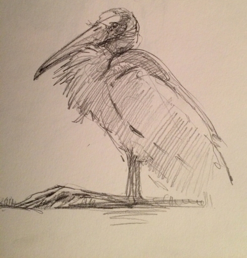 A wood stork sits back on its heels on the groomed fairway. The storks like to hang on the grass and will clumsily get to their feet and stalk off when golfers arrive. Pencil on paper.
